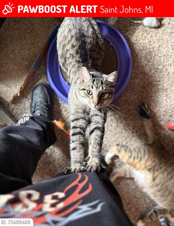 Lost Male Cat last seen W Walker rd, Doty brook, Saint Johns, MI 48879