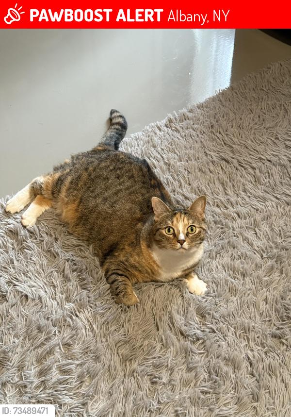 Lost Female Cat last seen Stewart’s on Sandcreek Rd, Albany, NY 12205