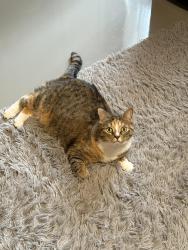 Lost Female Cat last seen Stewart’s on Sandcreek Rd, Albany, NY 12205