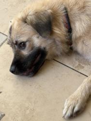 Found/Stray Female Dog last seen Ne 203 st Ives dairy, Miami, FL 33179