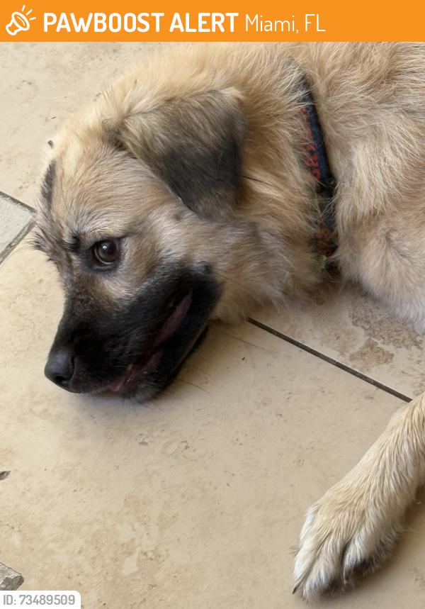 Found/Stray Female Dog last seen Ne 203 st Ives dairy, Miami, FL 33179