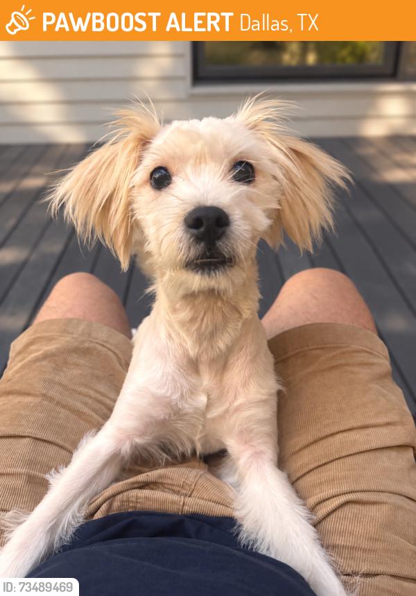 Found/Stray Female Dog last seen Kidd Springs Baseball Field Bleachers, Dallas, TX 75208
