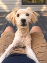 Found/Stray Female Dog last seen Kidd Springs Baseball Field Bleachers, Dallas, TX 75208
