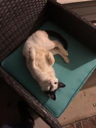 Lost Female Cat last seen North Chiurch street, Greensboro, NC 27455