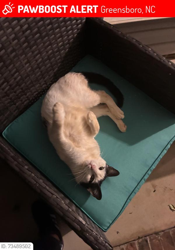 Lost Female Cat last seen North Chiurch street, Greensboro, NC 27455