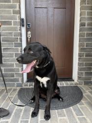 Reunited Male Dog last seen Woodforest, Houston, TX 77015