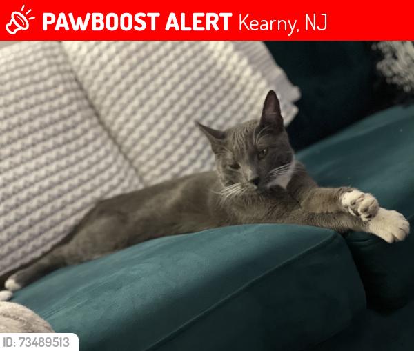 Lost Female Cat last seen Rutherford and Seeley Ave, Kearny, NJ 07032