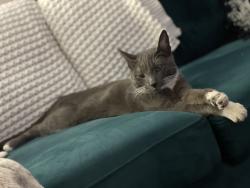 Lost Female Cat last seen Rutherford and Seeley Ave, Kearny, NJ 07032
