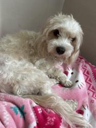 Found/Stray Female Dog last seen John Burroughs elementary, Columbus, OH 43204