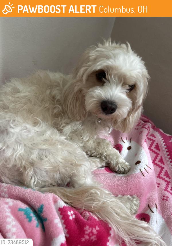 Found/Stray Female Dog last seen John Burroughs elementary, Columbus, OH 43204