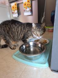 Reunited Male Cat last seen Near Elmira Dr, Dayton, OH 45439, USA, Dayton, OH 45439