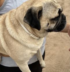 Reunited Male Dog last seen Yuma Catholic High School, Yuma, AZ 85364