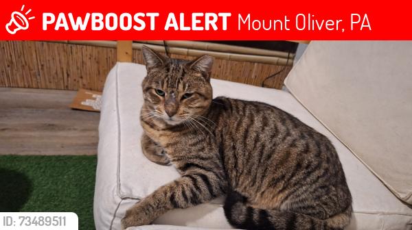 Lost Male Cat last seen Margaret and Hays, Mount Oliver, PA 15210