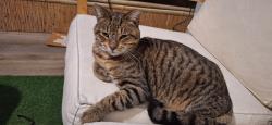 Lost Male Cat last seen Margaret and Hays, Mount Oliver, PA 15210