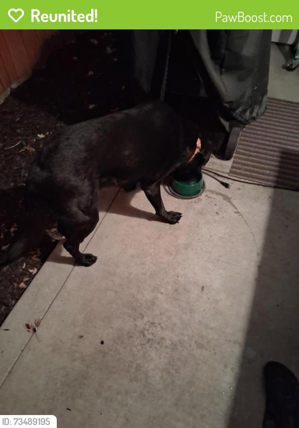 Reunited Male Dog last seen Pierce Park and Castle Drive, Boise, ID 83714