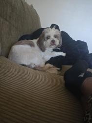 Lost Female Dog last seen Hidden Hollow Drive/ Sunset Drive, Wildomar, CA 92595