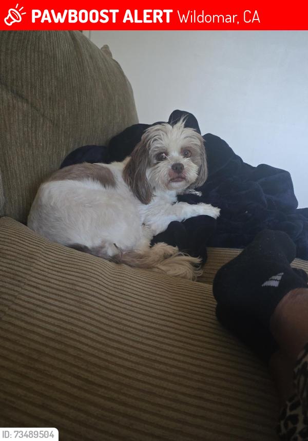 Lost Female Dog last seen Hidden Hollow Drive/ Sunset Drive, Wildomar, CA 92595