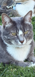 Reunited Male Cat last seen Rose Street and Rio Robles Ave, Sacramento County, CA 95838