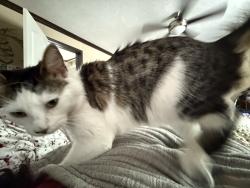 Lost Female Cat last seen Railroad, 204, Bryan County, GA 31321