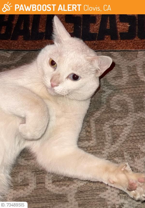 Found/Stray Unknown Cat last seen Coventry Ave and Park Ave, Clovis, CA 93611