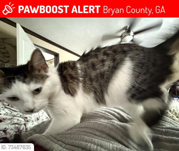 Lost Female Cat last seen Railroad, 204, Bryan County, GA 31321