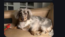 Reunited Male Dog last seen Close to Oakhurst Forest Preserve, Aurora, IL 60505