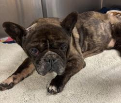 Shelter Stray Male Dog last seen Near Wilton Ave Doraville, GA 30340, 30340, GA, 3280 Chamblee Dunwoody Rd, Chamblee, GA 30341, USA
