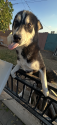 Lost Male Dog last seen Near 12th st and ocotillo, Phoenix, AZ 85014