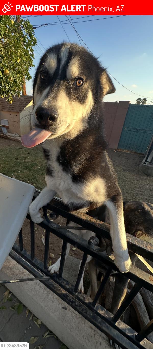 Lost Male Dog last seen Near 12th st and ocotillo, Phoenix, AZ 85014