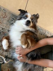 Reunited Male Dog last seen W FM 2147, Horseshoe Bay, TX 78657
