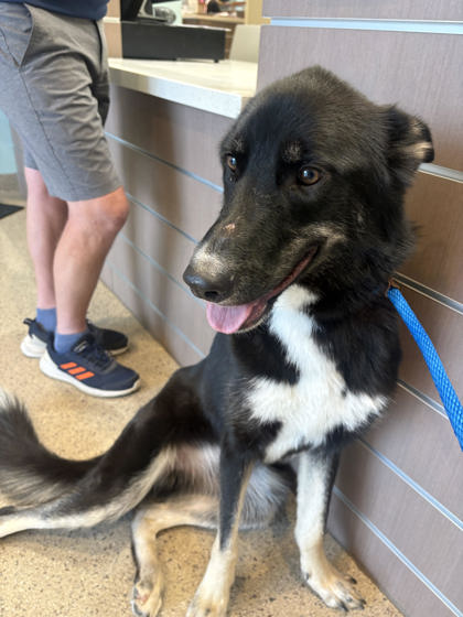 Shelter Stray Female Dog last seen Union Chapel Rd and E 166th St, Noblesville City, IN, 10501 Hague Rd, Fishers, IN 46038, USA