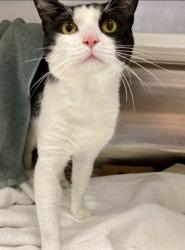 Shelter Stray Male Cat last seen Near N Mount Olivet Lane, 21229, MD, 2490 Giles Rd, Baltimore, MD 21225, USA
