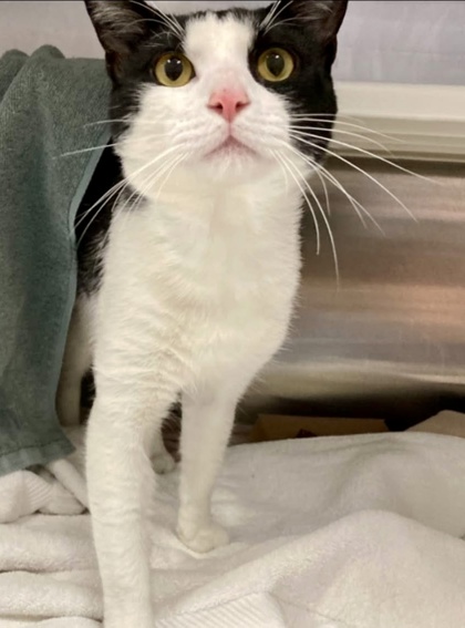 Shelter Stray Male Cat last seen Near N Mount Olivet Lane, 21229, MD, 2490 Giles Rd, Baltimore, MD 21225, USA
