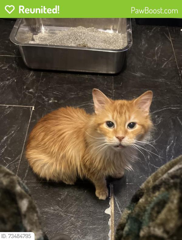 Reunited Male Cat last seen Near Strickland St, Dallas, TX 75216, USA, Dallas, TX 75216