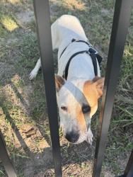 Found/Stray Unknown Dog last seen Near sand canyon drive, houston, TX 77083, Houston, TX 77083