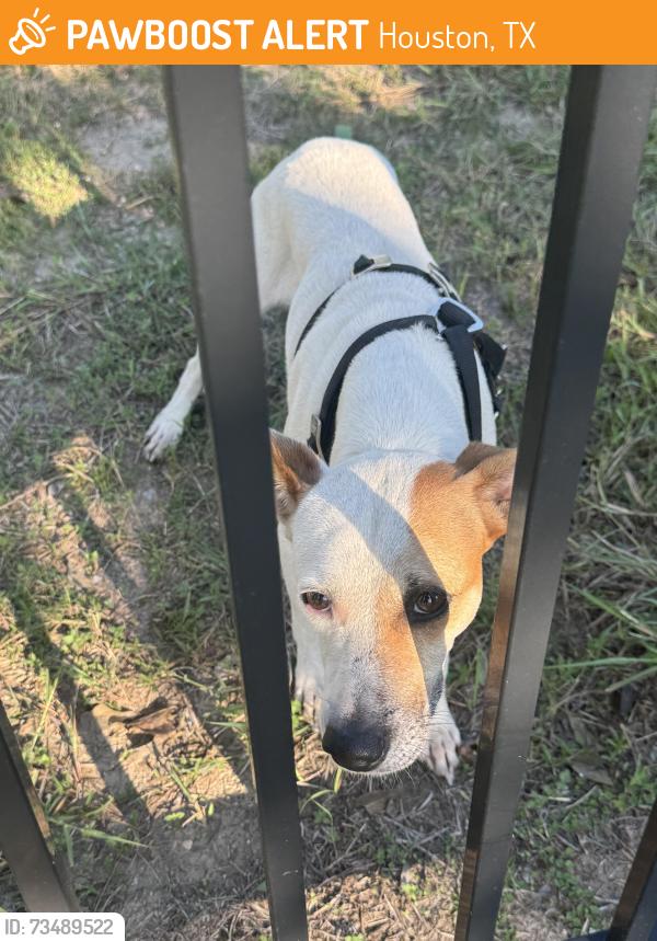 Found/Stray Unknown Dog last seen Near sand canyon drive, houston, TX 77083, Houston, TX 77083