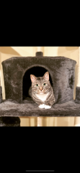 Reunited Male Cat last seen Kirkwood Lake, Lindenwold Station, White Horse Road, Voorhees Township, NJ 08043