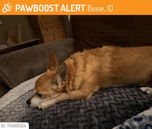 Found/Stray Female Dog last seen Kimball/Preece St, Boise, ID 83704