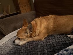 Found/Stray Female Dog last seen Kimball/Preece St, Boise, ID 83704