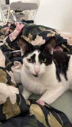 Reunited Male Cat last seen Near Dunn Drive, Los Angeles, CA 90034