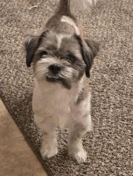 Reunited Male Dog last seen Pond Avenue and buffalo rd, Johnston County, NC 27527