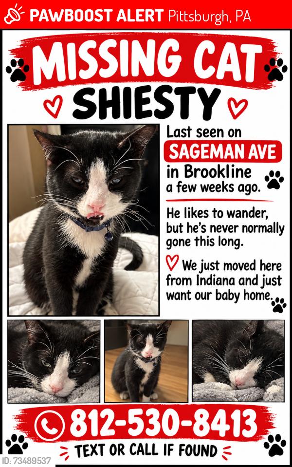 Lost Male Cat last seen Sussex ave and woodbourne ave, Pittsburgh, PA 15226