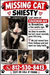 Lost Male Cat last seen Sussex ave and woodbourne ave, Pittsburgh, PA 15226