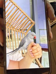 Found/Stray Unknown Bird last seen Oasis Hallandale, Hallandale Beach, FL 33009