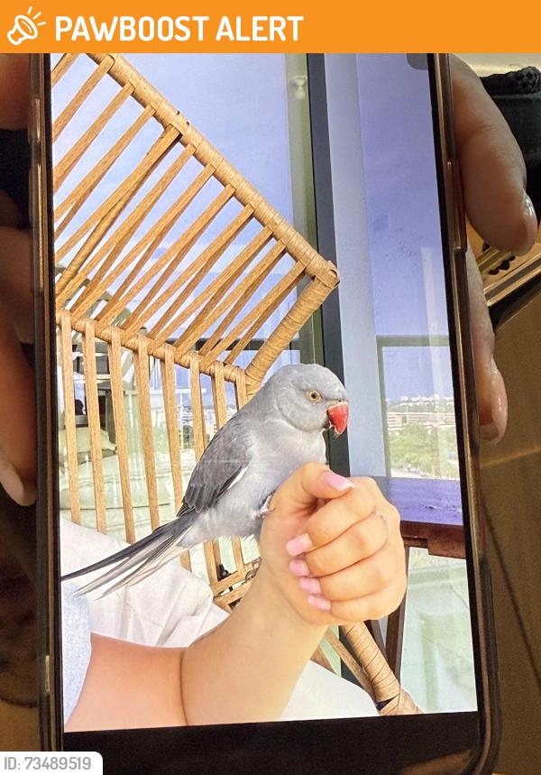 Found/Stray Unknown Bird last seen Oasis Hallandale, Hallandale Beach, FL 33009