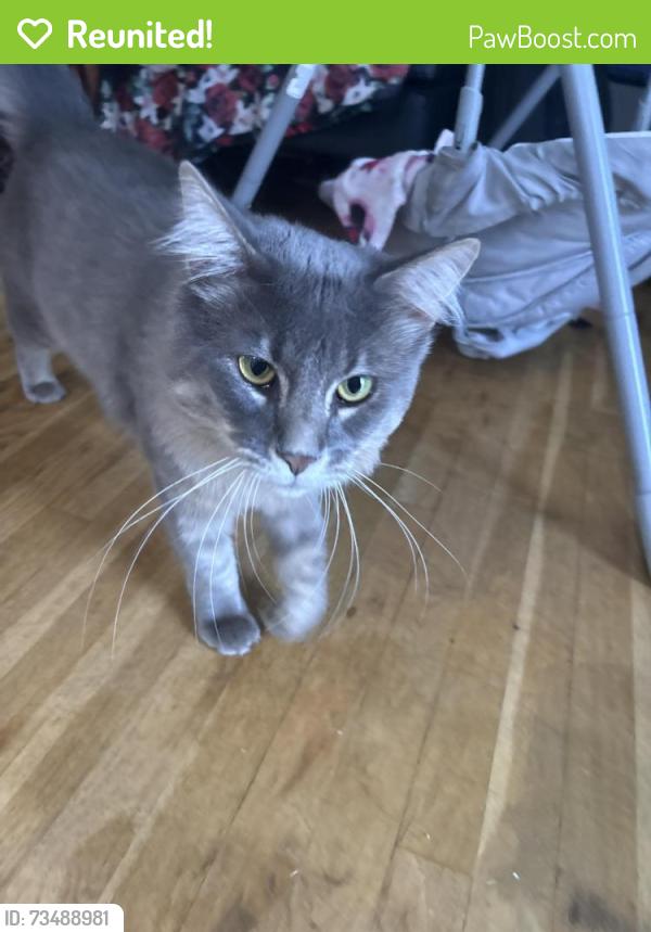 Reunited Male Cat last seen Tampa and victory, Los Angeles, CA 91335