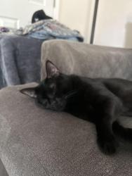 Reunited Male Cat last seen lines st thomasville nc, scott st thomasville nc, Thomasville, NC 27360
