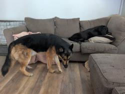 Reunited Male Dog last seen Kings road and victory, Nampa, ID 83687