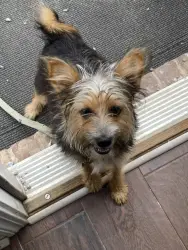 Reunited Male Dog last seen Dallas acworth highway, Somerset drive, Paulding County, GA 30132
