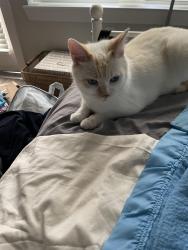 Lost Male Cat last seen Union street, O street, P street, Brunswick, GA 31520